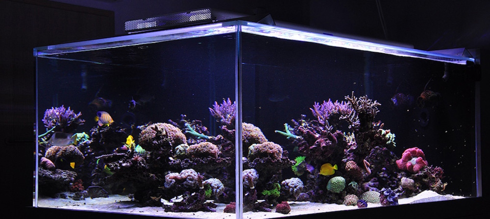 Meerwasseraquarium mit LED Beleuchtung