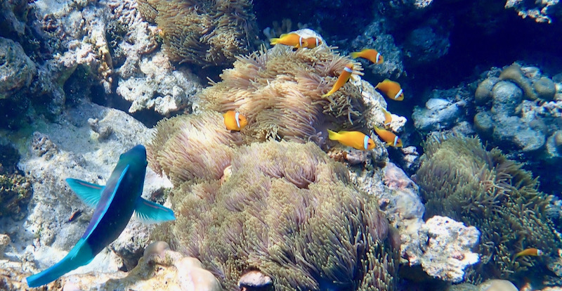 Amphiprion nigripes - Malediven Anemonenfische mit Anemone