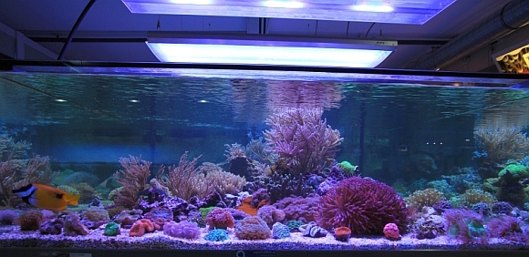 Offenes Salzwasseraquarium mit LED