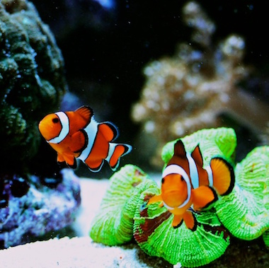 Anemonenfische im Aquarium