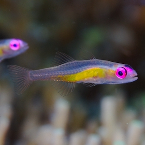 Fisch im Meerwasser Nano