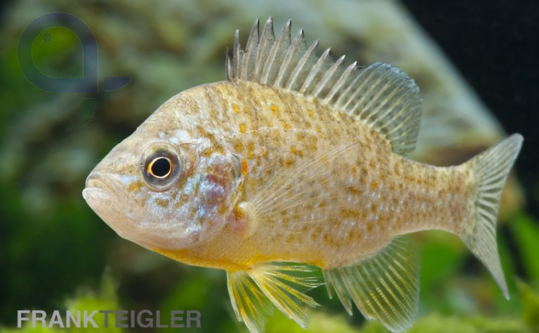 Sonnenbarsch - Lepomis gibbosus