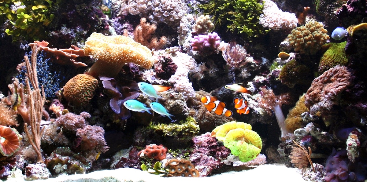 Meerwasser Einsteiger Aquarium
