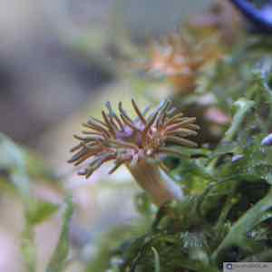 Anemonia cf. manjano Feueranemone