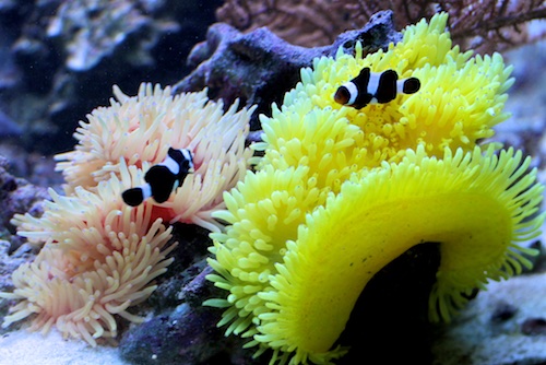 Seeanemone im Meerwasseraquarium