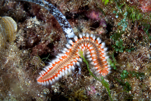 Feuerborstenwurm im Meerwasser